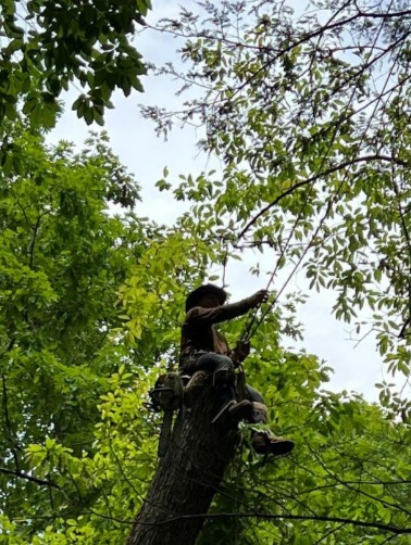 Estuardo Tree Service Image